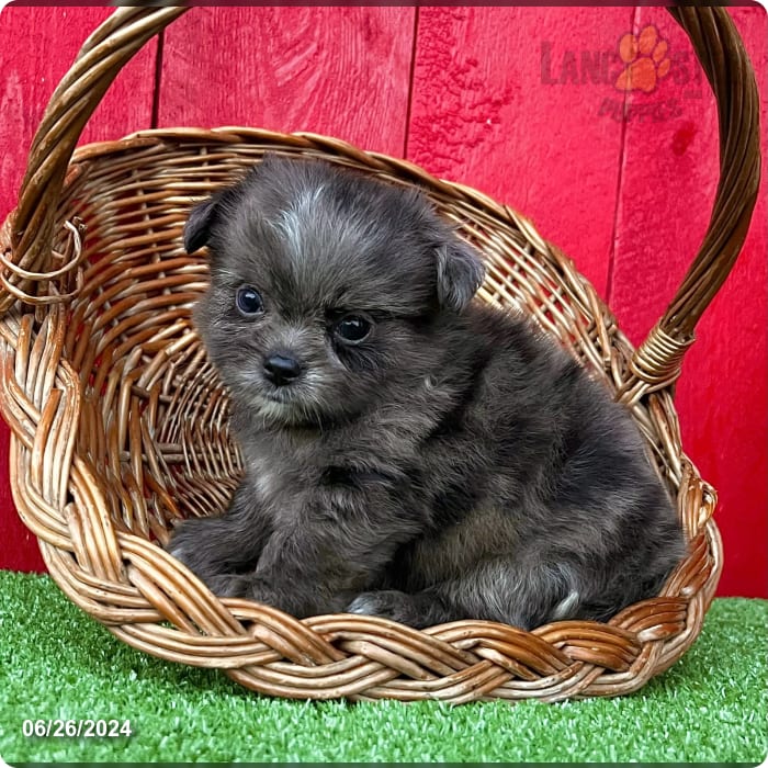 Cooper Shih Tzu and Pomeranian Hybrid Puppy for Sale in Millersburg