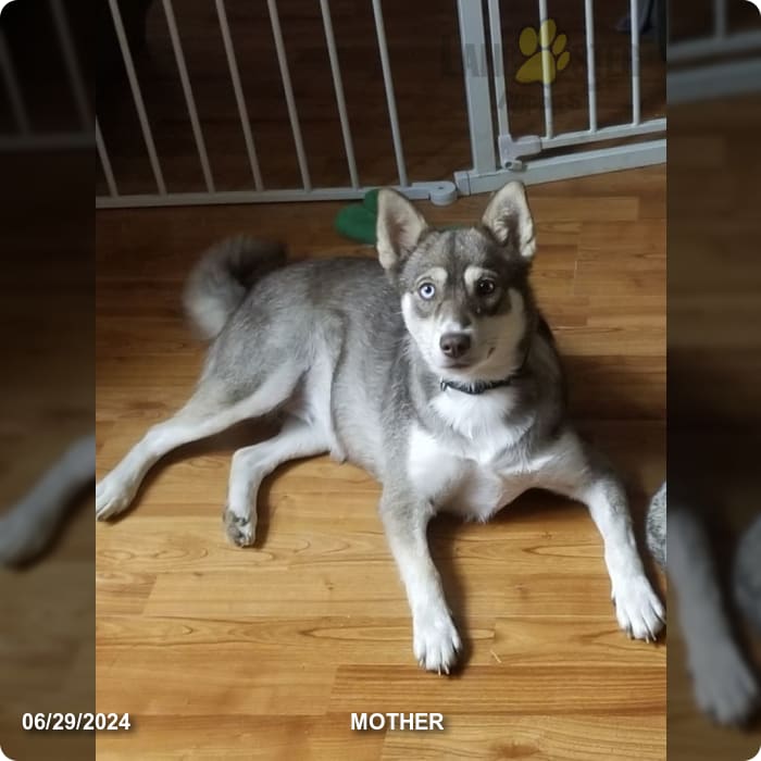 Charlie Pomsky Puppy for Sale in Huber Heights, OH Lancaster Puppies