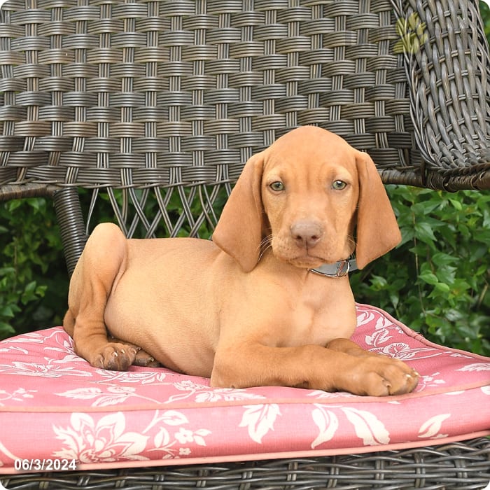 Grimm Vizsla Puppy for Sale in Watsontown, PA Lancaster Puppies