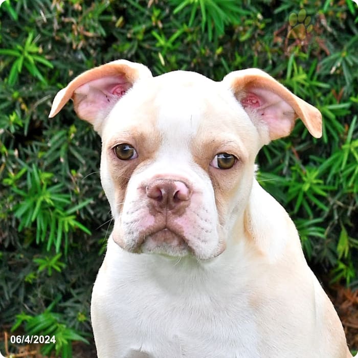 Parker Boston Terrier Puppy for Sale in Penn Yan, NY Lancaster Puppies