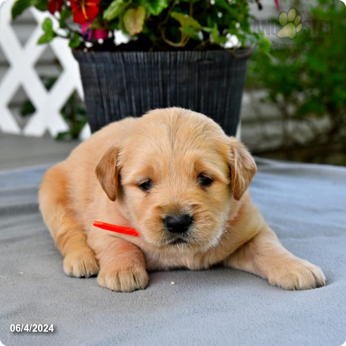 Bouncin Banana Golden Retriever Puppy for Sale in Penn Yan, NY