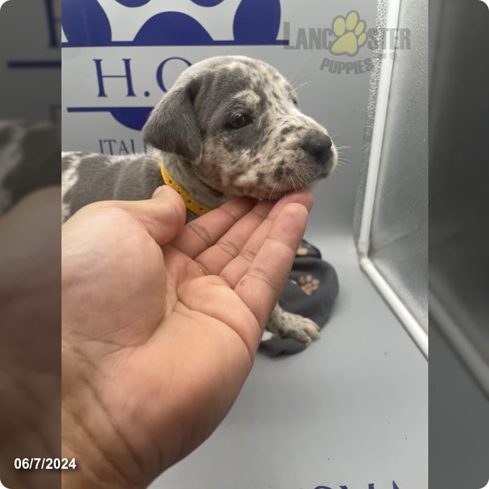 Yellow Merle Cane Corso and Great Dane Hybrid Puppy for Sale in