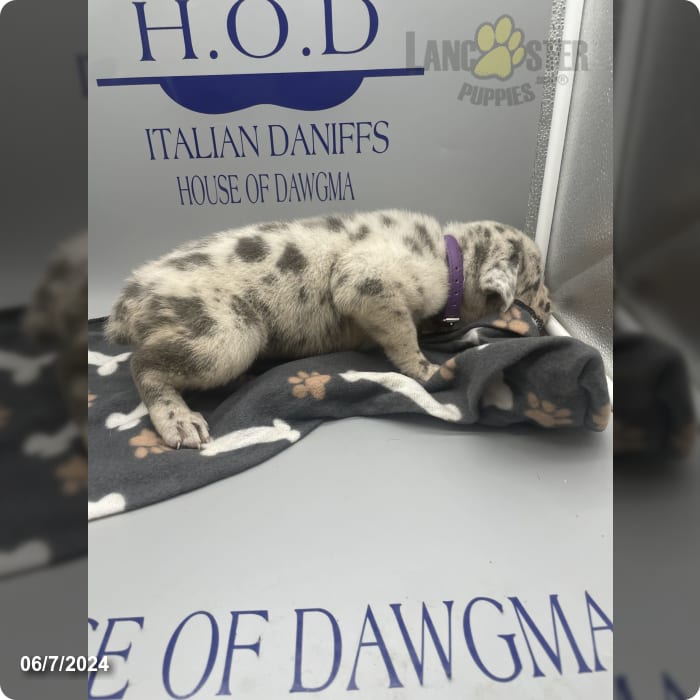 Purple Merle Cane Corso and Great Dane Hybrid Puppy for Sale in