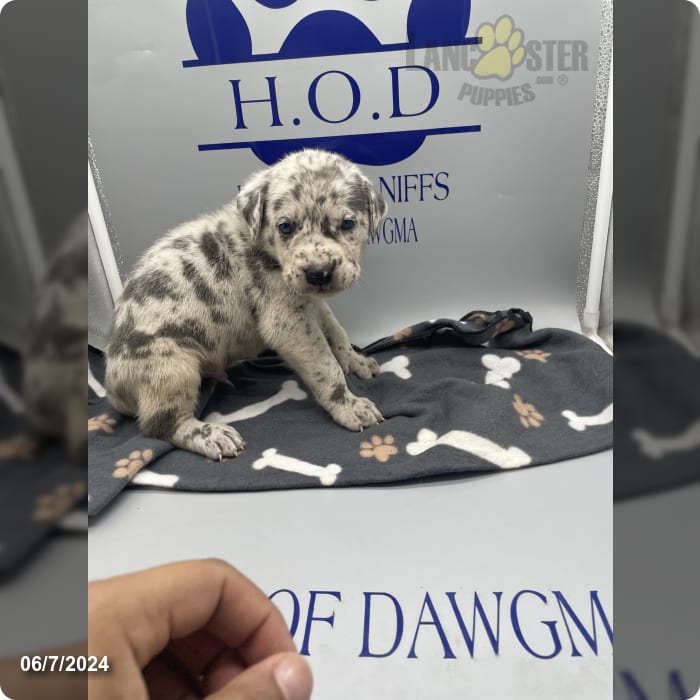 Red Merle Cane Corso and Great Dane Hybrid Puppy for Sale in