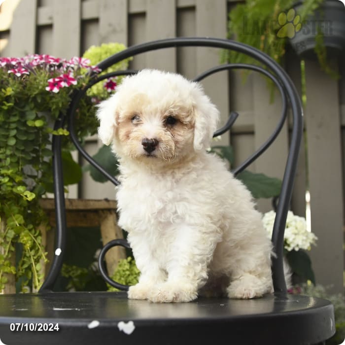 Polly Toy Poodle and Bichon Frise Hybrid Puppy for Sale in Ronks, PA