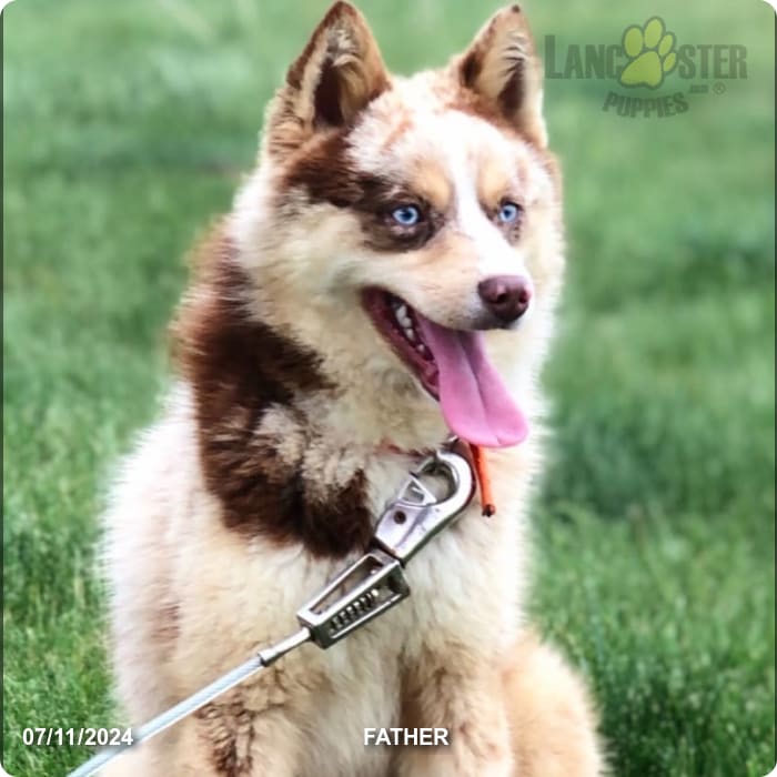 Cooper Pomsky Puppy for Sale in Middlebury, IN Lancaster Puppies