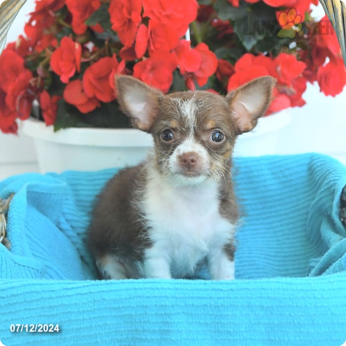 Prettipaws Chihuahua and Shih Tzu Hybrid Puppy for Sale in Reedsville