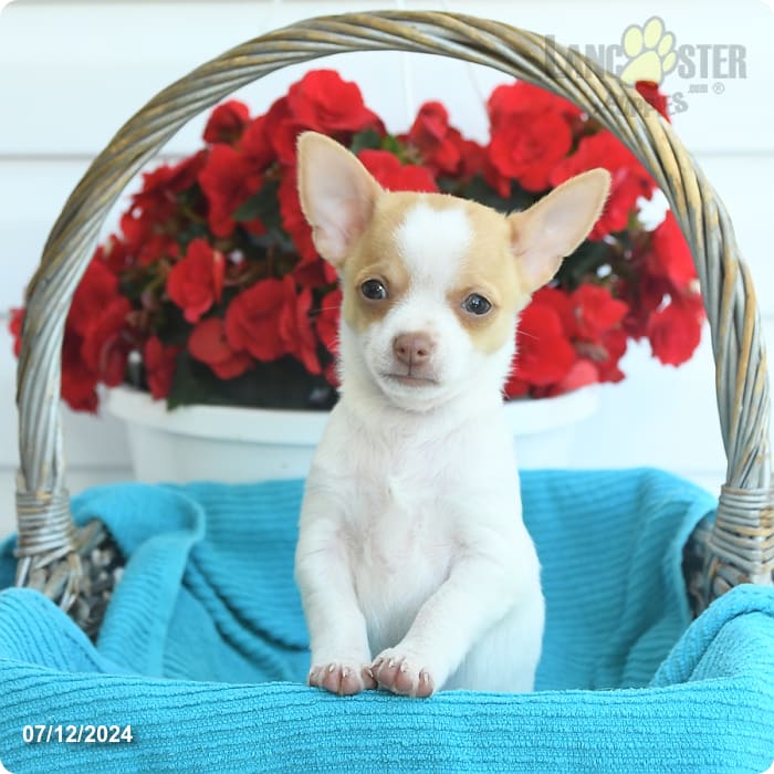 Pal Chihuahua and Shih Tzu Hybrid Puppy for Sale in Reedsville, PA