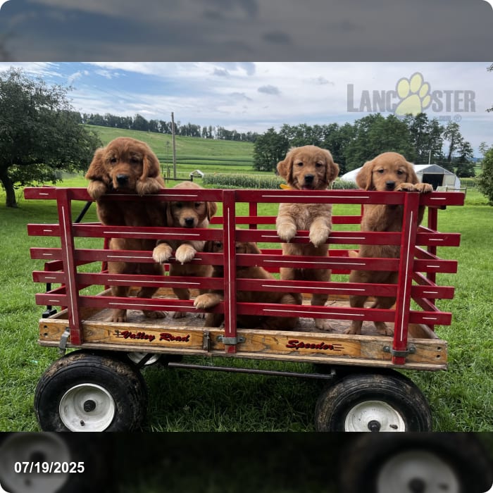 Sunny ️akc Hip Cert ️717 442 9386 Golden Retriever Puppy for Sale in