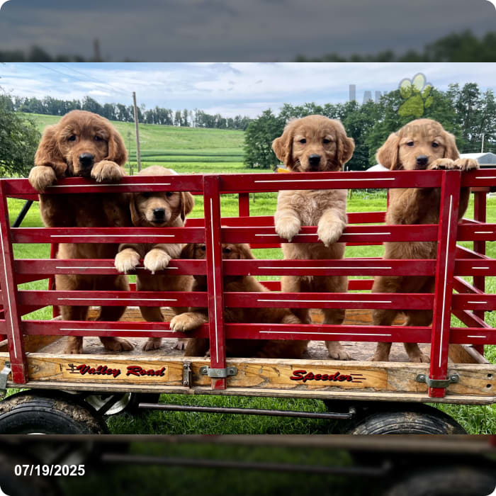 Sunny ️akc Hip Cert ️717 442 9386 Golden Retriever Puppy for Sale in