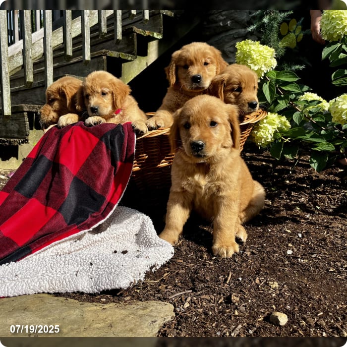 Sunny ️akc Hip Cert ️717 442 9386 Golden Retriever Puppy for Sale in