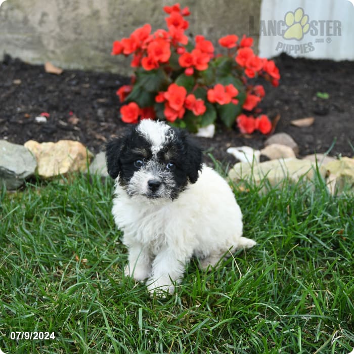 Beauty Miniature Poodle and Shih Tzu Hybrid Puppy for Sale in Rising