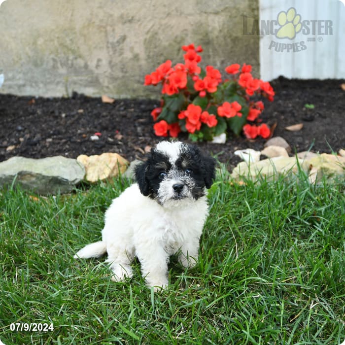 Beauty Miniature Poodle and Shih Tzu Hybrid Puppy for Sale in Rising
