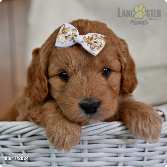 Dutchess Mini Goldendoodle Puppy for Sale in Penn Yan, NY Lancaster