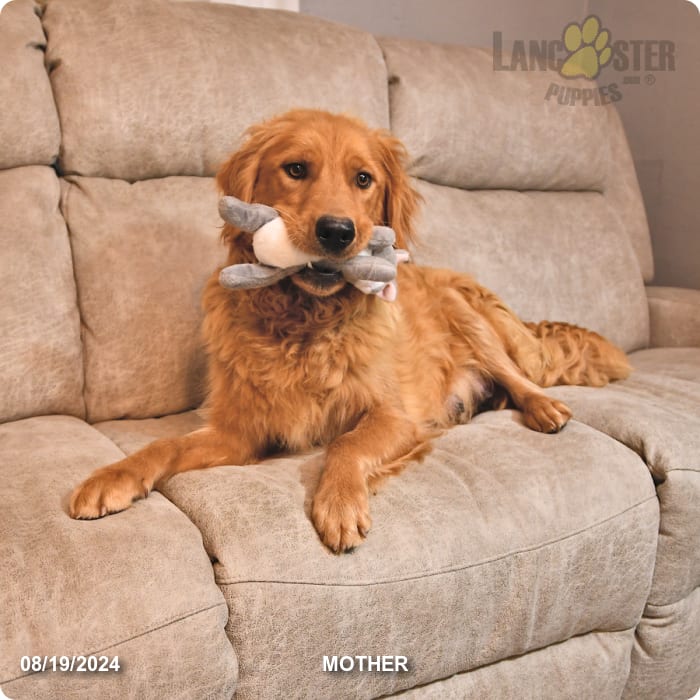 Rosella Golden Retriever Puppy for Sale in Candor, NY Lancaster Puppies