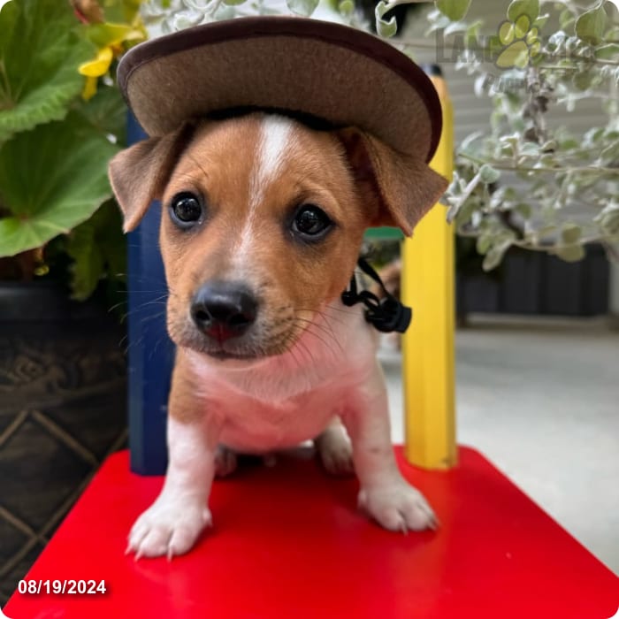 Ginger Jack Russell Terrier Puppy for Sale in Greensfork, IN