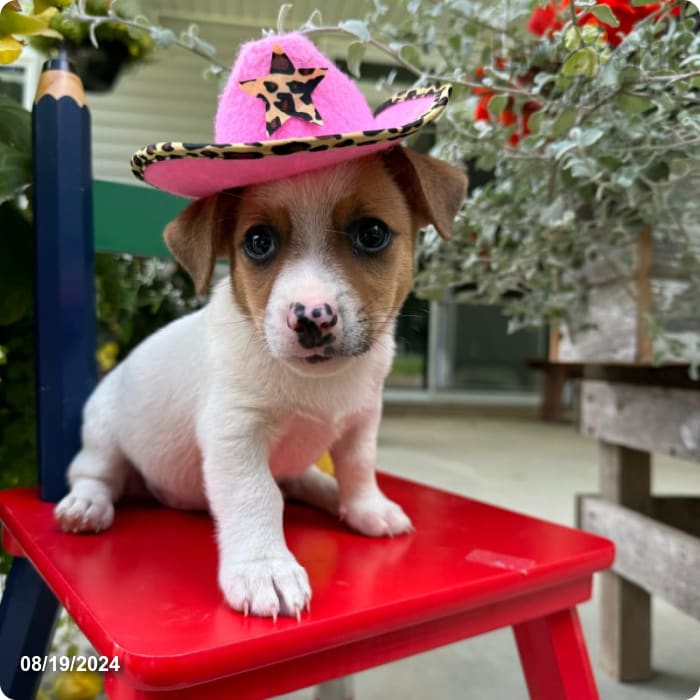 Rosemary Jack Russell Terrier Puppy for Sale in Greensfork, IN