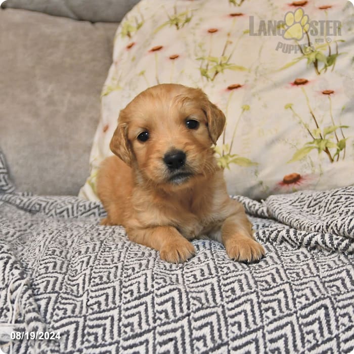 Rilla Golden Retriever Puppy for Sale in Candor, NY Lancaster Puppies