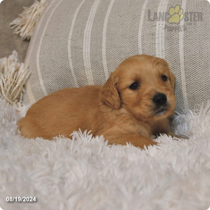 Rilla Golden Retriever Puppy for Sale in Candor, NY Lancaster Puppies