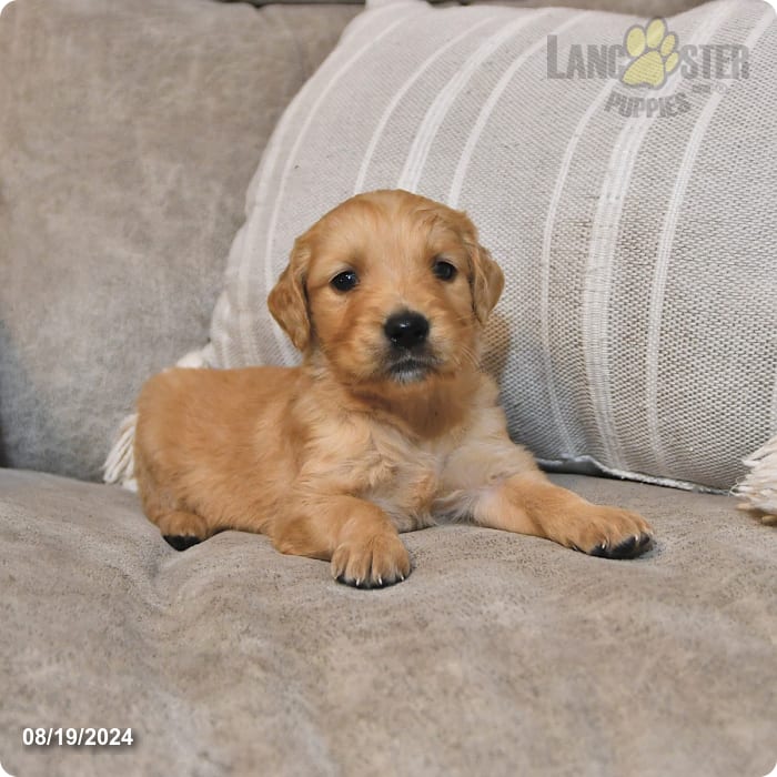 Rilla Golden Retriever Puppy for Sale in Candor, NY Lancaster Puppies
