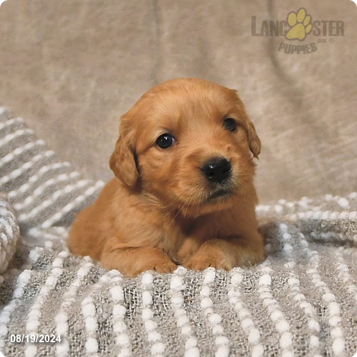 Rosella Golden Retriever Puppy for Sale in Candor, NY Lancaster Puppies
