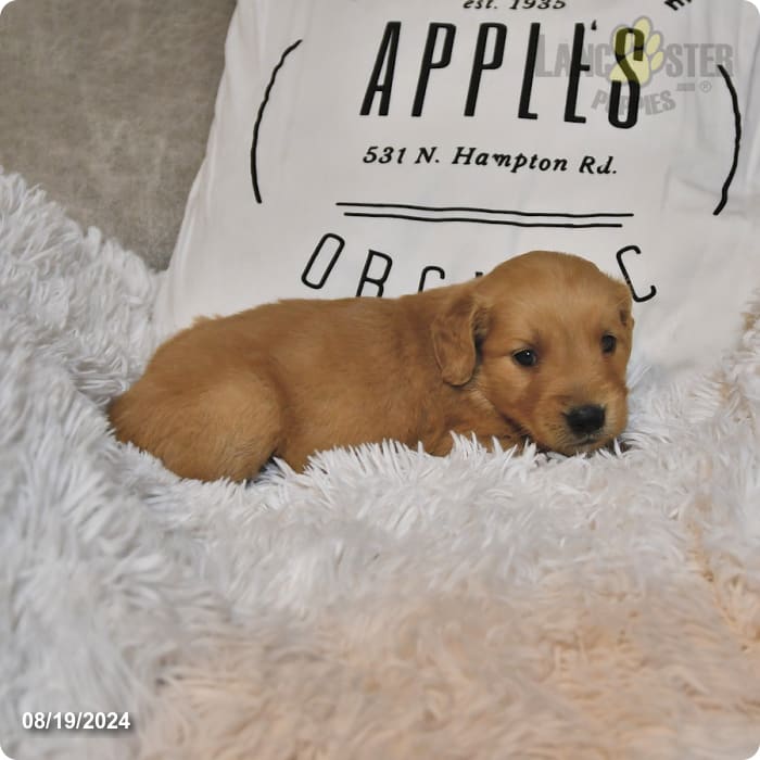 Roscoe Golden Retriever Puppy for Sale in Candor, NY Lancaster Puppies