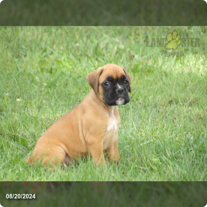 Cheeser Boxer Puppy for Sale in Newville, PA Lancaster Puppies