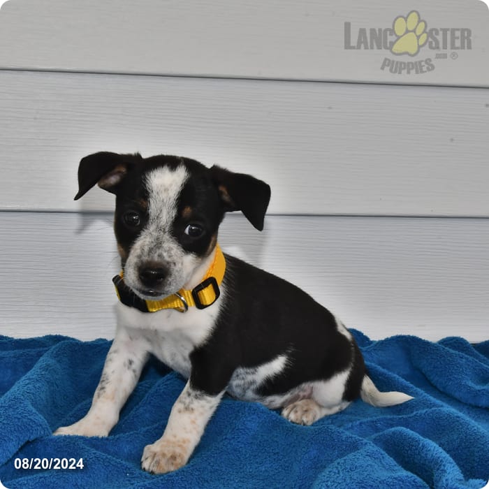 Molly Jack Russell Terrier Puppy for Sale in Ashland, OH Lancaster