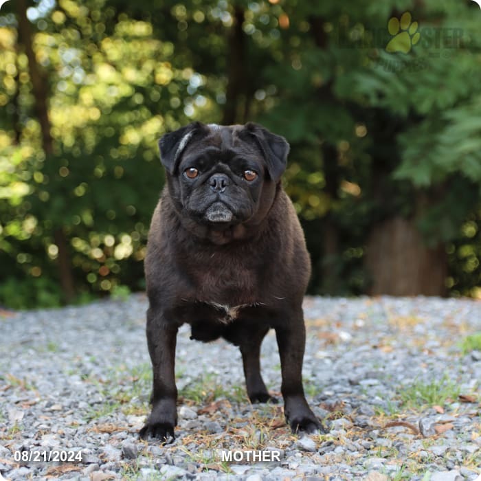 Shadow Pug Puppy for Sale in Mill Hall, PA Lancaster Puppies