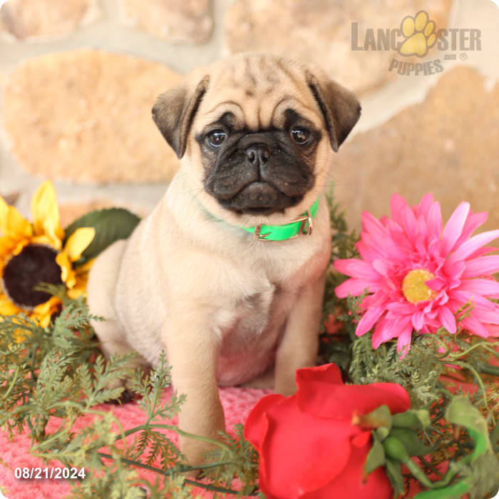 Shadow Pug Puppy for Sale in Mill Hall, PA Lancaster Puppies
