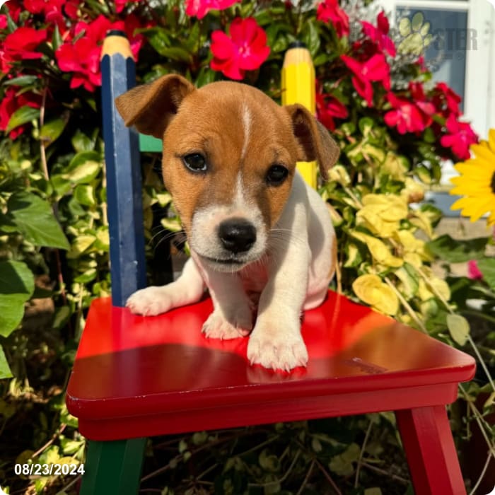 Jack Jack Russell Terrier Puppy for Sale in Foutain City, IN