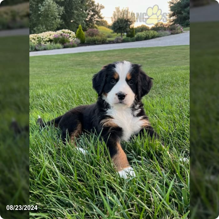 River Bernese Mountain Dog Puppy for Sale in Dundee, OH Lancaster