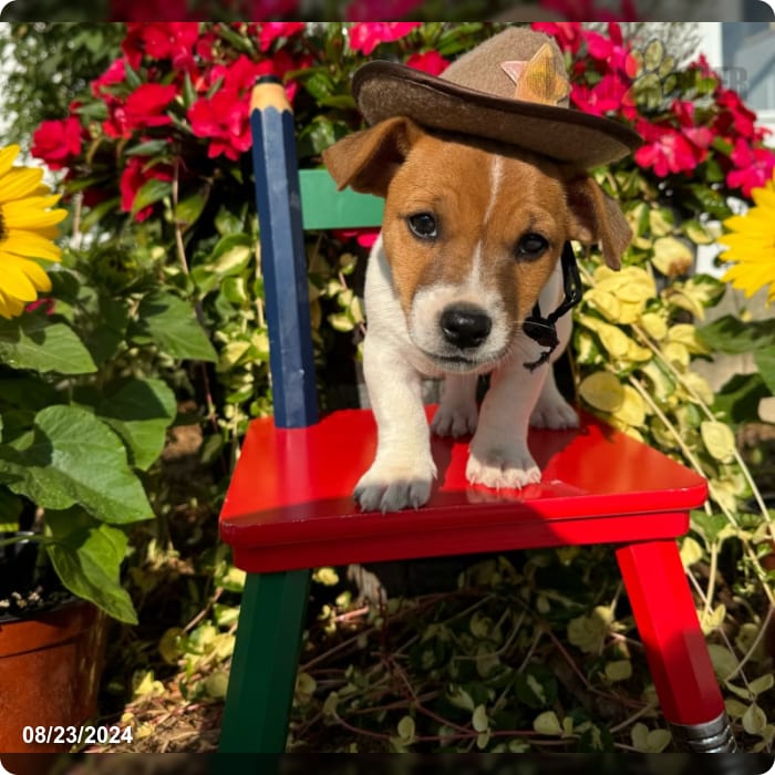 Jack Jack Russell Terrier Puppy for Sale in Foutain City, IN