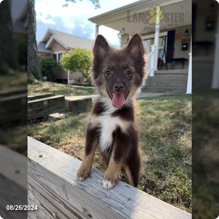 how much does a full grown pomsky weigh