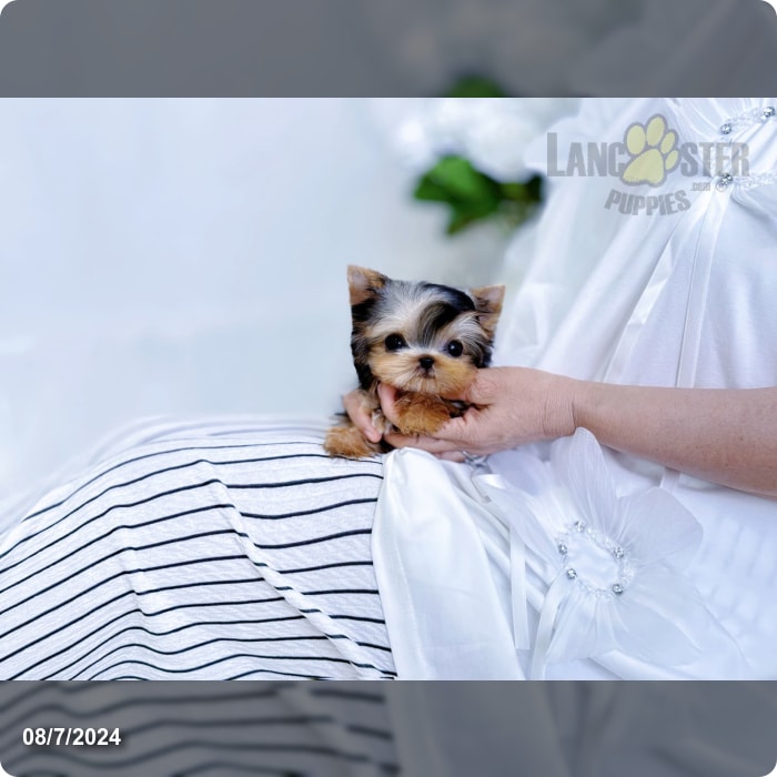 Teacup Yorkshire Terrier puppies for sale