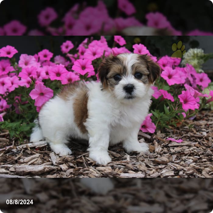 Jayden Malshi Puppy for Sale in Fresno, OH Lancaster Puppies