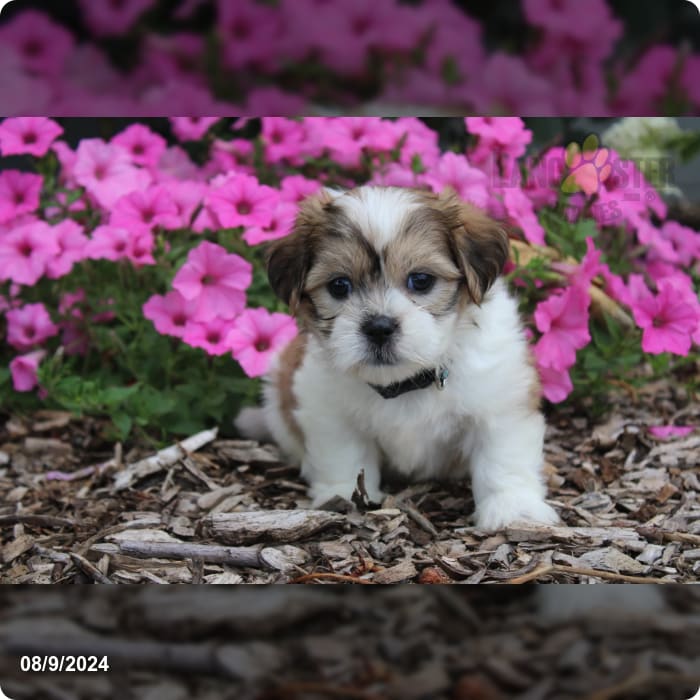 Rider Malshi Puppy for Sale in Fresno, OH Lancaster Puppies