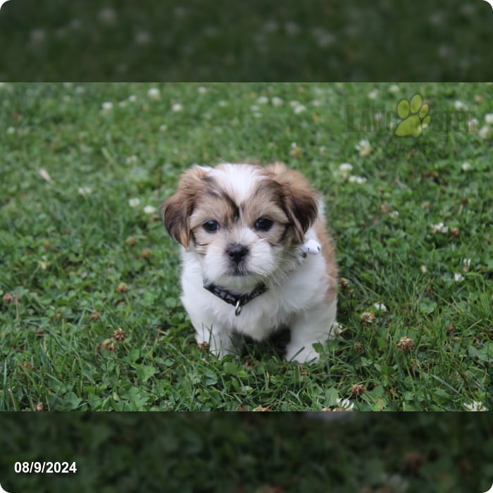 Rider Malshi Puppy for Sale in Fresno, OH Lancaster Puppies