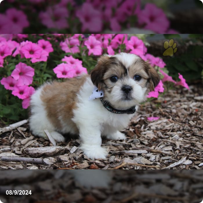 Rider Malshi Puppy for Sale in Fresno, OH Lancaster Puppies
