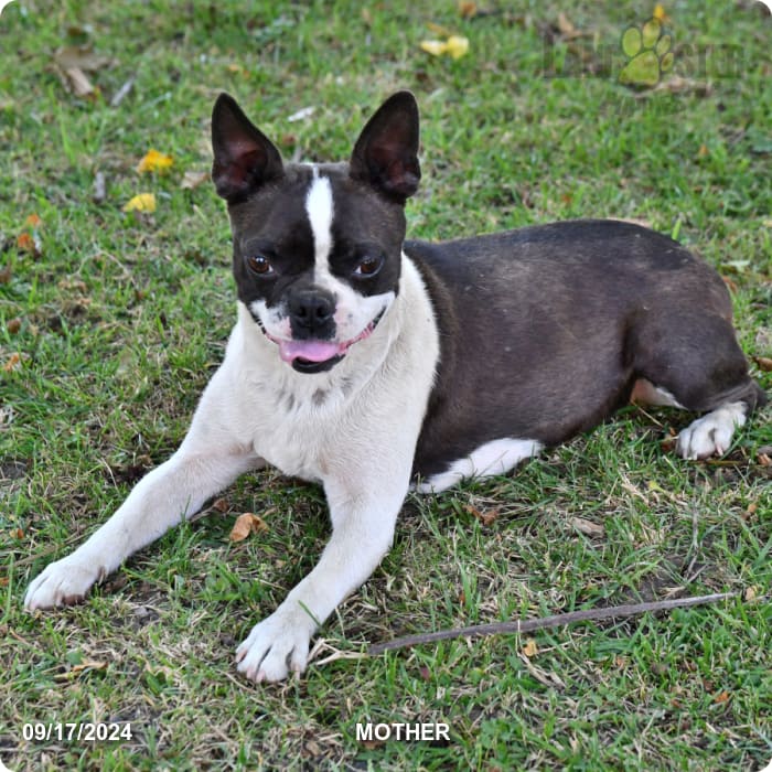 Camellia Boston Terrier Puppy for Sale in Penn Yan, NY Lancaster
