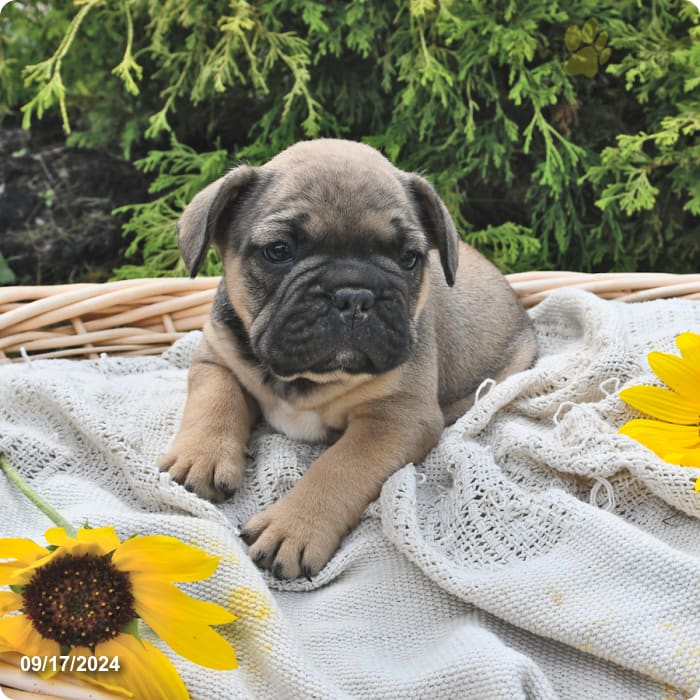 Cash Frenchton Puppy for Sale in Penn Yan, NY Lancaster Puppies