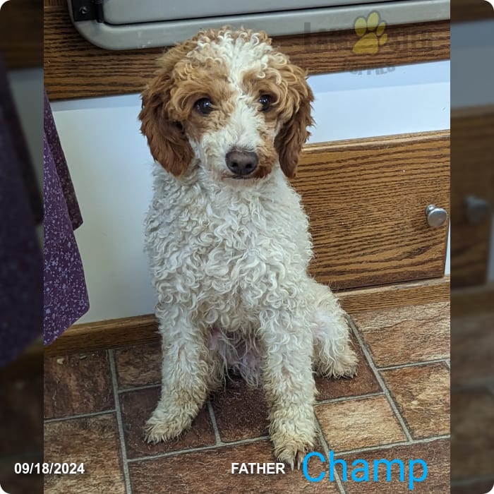 Austin Mini Goldendoodle Puppy for Sale in Penn Yan, NY Lancaster