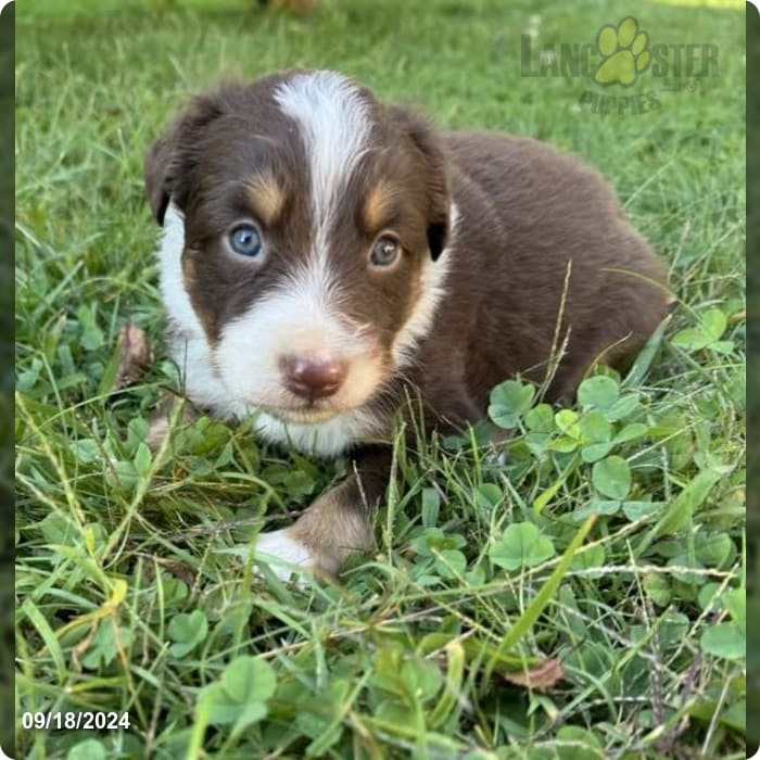 Chocolate Australian Shepherd Puppy for Sale in Camden, NY