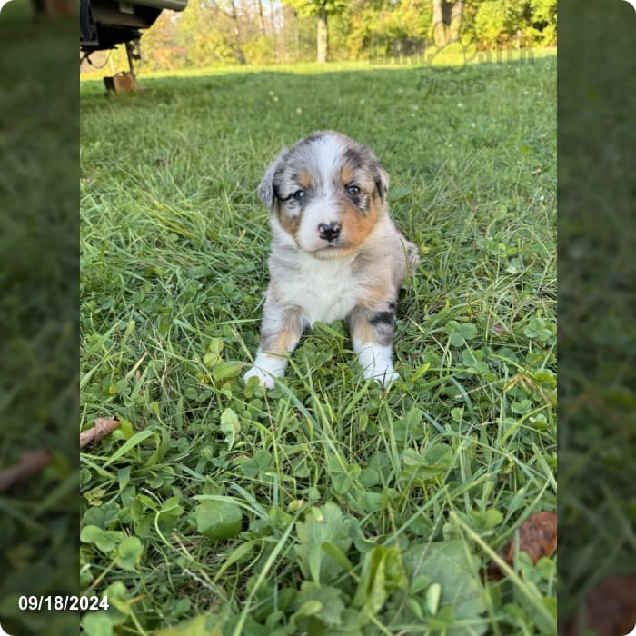 Bell Australian Shepherd Puppy for Sale in Camden, NY Lancaster Puppies