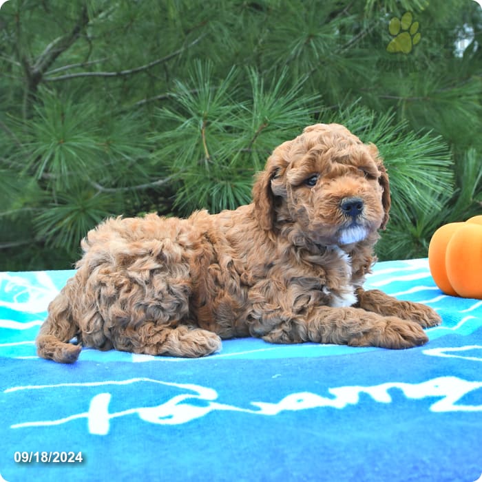 Austin Mini Goldendoodle Puppy for Sale in Penn Yan, NY Lancaster