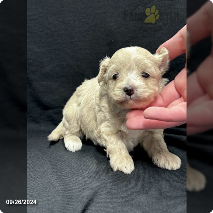 Teacup Jenna Maltipoo Puppy for Sale in Charleston, WV Lancaster
