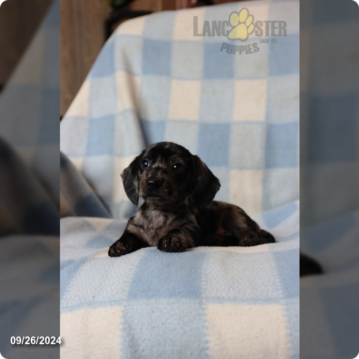 Archie Miniature Dachshund Puppy for Sale in Honey Brook, PA Lancaster Puppies