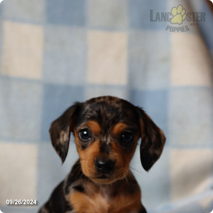 Ava Miniature Dachshund Puppy for Sale in Honey Brook, PA Lancaster Puppies