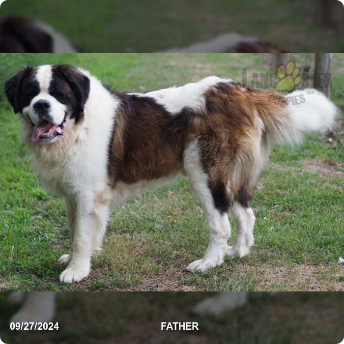 Candy Saint Bernard Puppy for Sale in Richfield, PA Lancaster Puppies