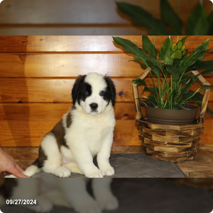Mandy Saint Bernard Puppy for Sale in Richfield, PA Lancaster Puppies